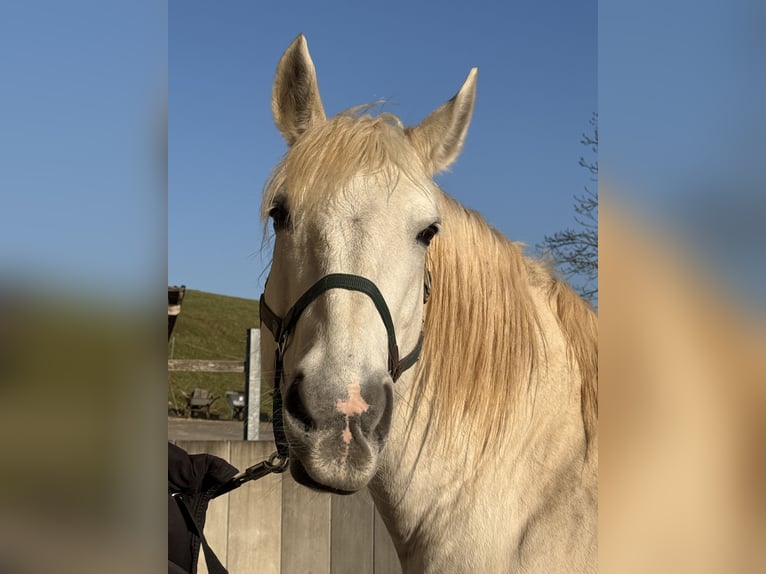 Inne konie zimnokrwiste Mix Klacz 14 lat Siwa in Ober-Ramstadt