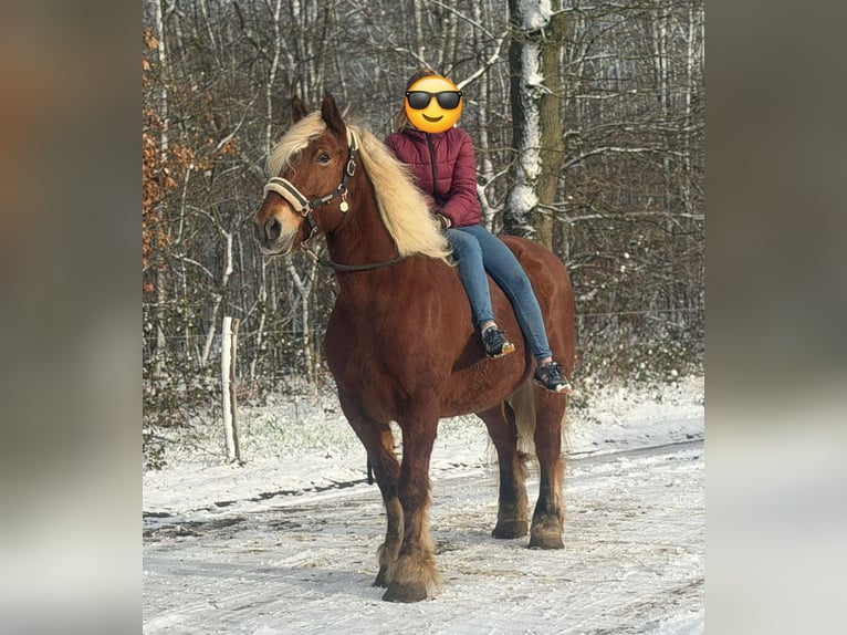 Inne konie zimnokrwiste Klacz 15 lat 164 cm Ciemnogniada in Someren