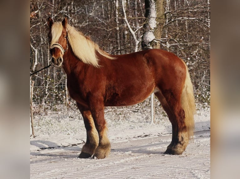 Inne konie zimnokrwiste Klacz 15 lat 164 cm Ciemnogniada in Someren