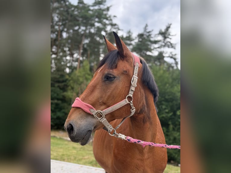 Inne konie zimnokrwiste Klacz 19 lat 155 cm Gniada in Neunburg vorm Wald
