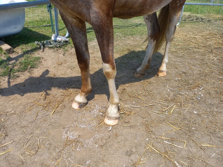 Inne konie zimnokrwiste Mix Klacz 3 lat 148 cm Formy Brown Falb in Gföhl