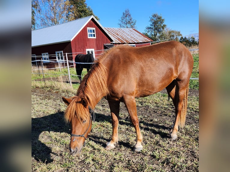 Inne konie zimnokrwiste Klacz 3 lat 150 cm Jasnogniada in Isnäs