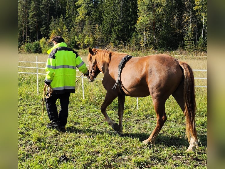 Inne konie zimnokrwiste Klacz 3 lat 150 cm Jasnogniada in Isnäs