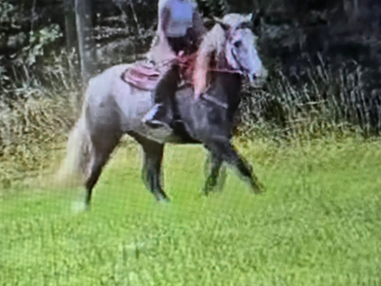 Inne konie zimnokrwiste Klacz 3 lat 154 cm Siwa jabłkowita in Linkenbach