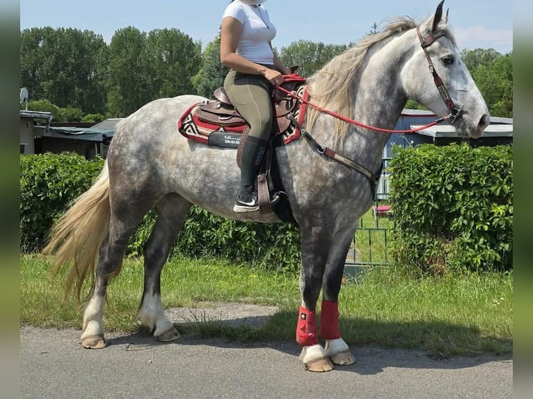 Inne konie zimnokrwiste Klacz 3 lat 154 cm Siwa jabłkowita in Linkenbach