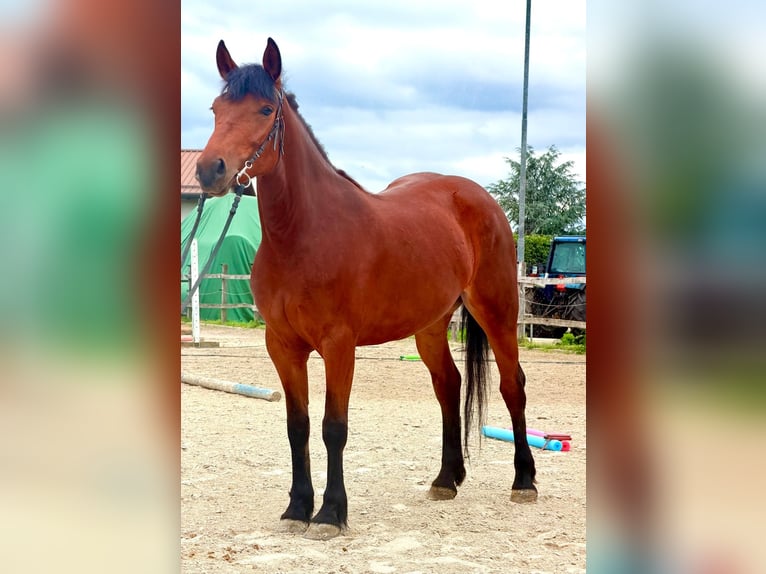 Inne konie zimnokrwiste Mix Klacz 4 lat 153 cm Gniada in Strass in Steiermark