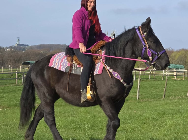 Inne konie zimnokrwiste Mix Klacz 4 lat 153 cm Kara in Linkenbach