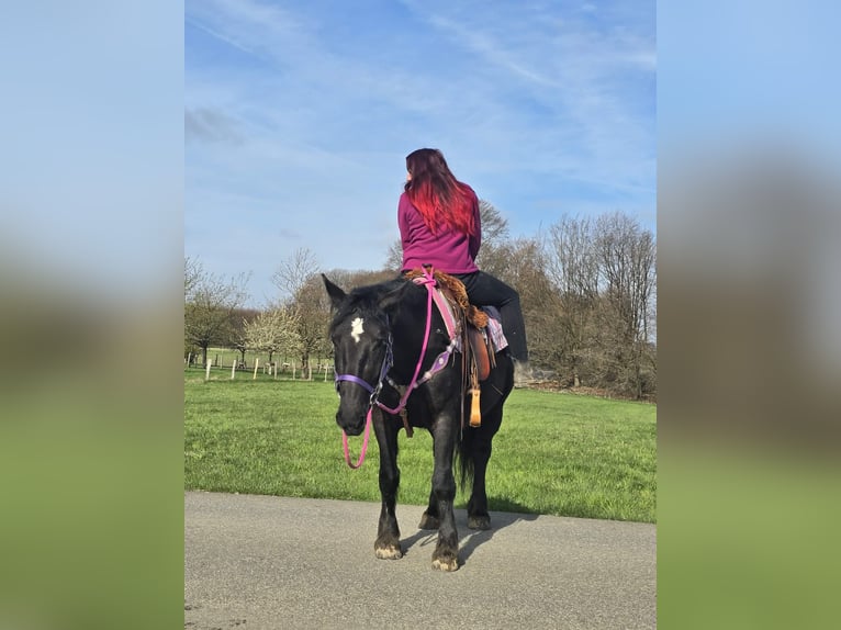 Inne konie zimnokrwiste Mix Klacz 4 lat 153 cm Kara in Linkenbach