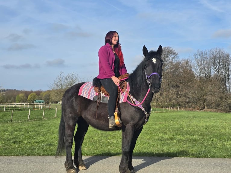 Inne konie zimnokrwiste Mix Klacz 4 lat 153 cm Kara in Linkenbach