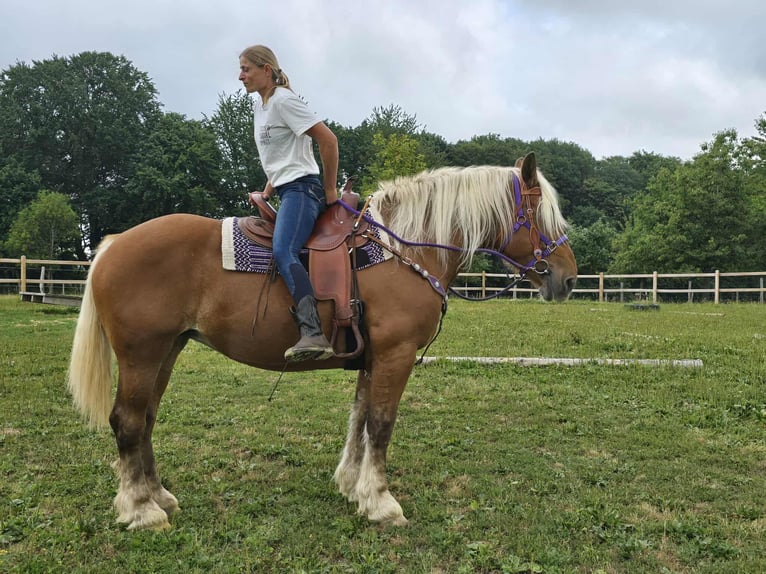 Inne konie zimnokrwiste Klacz 4 lat 163 cm Kasztanowata in Linkenbach