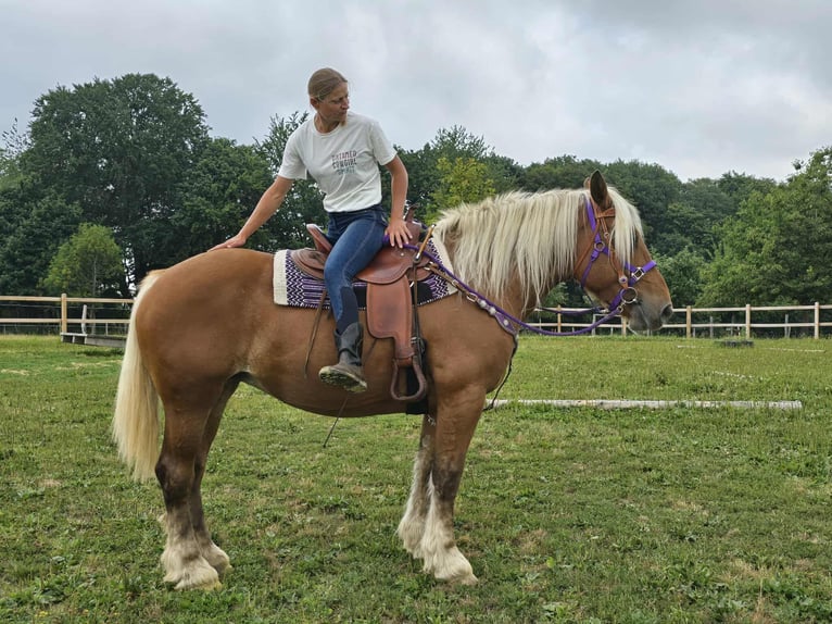 Inne konie zimnokrwiste Klacz 4 lat 163 cm Kasztanowata in Linkenbach