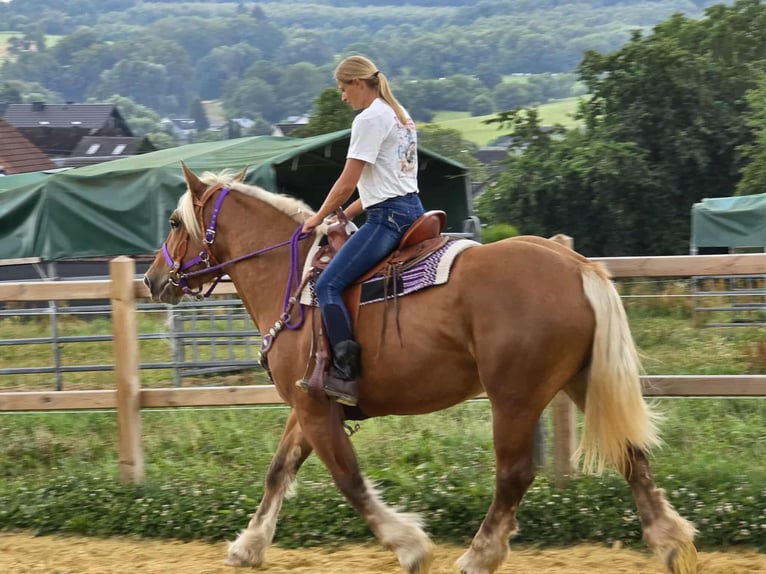 Inne konie zimnokrwiste Klacz 4 lat 163 cm Kasztanowata in Linkenbach