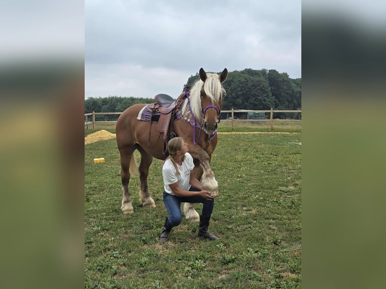 Inne konie zimnokrwiste Klacz 4 lat 163 cm Kasztanowata in Linkenbach