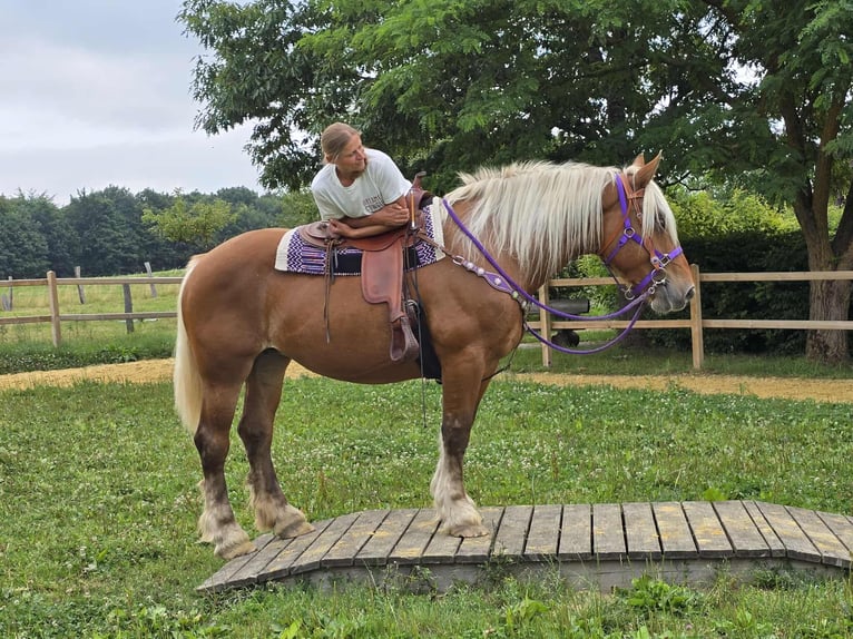 Inne konie zimnokrwiste Klacz 4 lat 163 cm Kasztanowata in Linkenbach