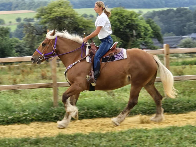 Inne konie zimnokrwiste Klacz 4 lat 163 cm Kasztanowata in Linkenbach