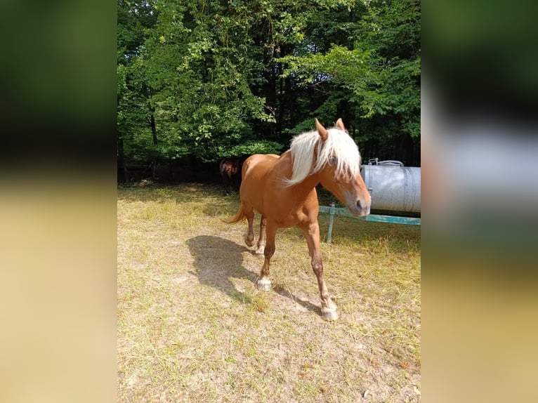Inne konie zimnokrwiste Klacz 4 lat 175 cm Kasztanowata in froeschwiller
