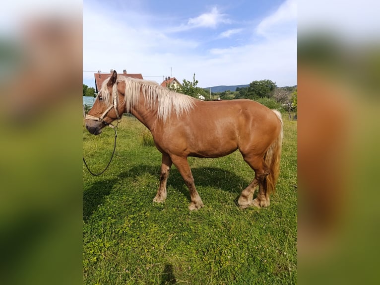 Inne konie zimnokrwiste Klacz 4 lat 175 cm Kasztanowata in froeschwiller