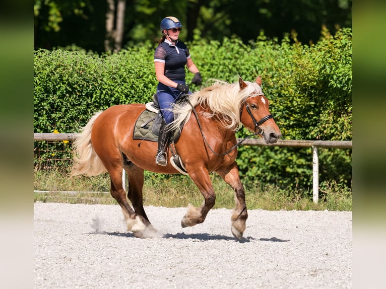Inne konie zimnokrwiste Klacz 5 lat 155 cm Kasztanowata in Neustadt (Wied)