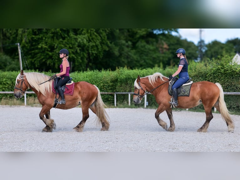 Inne konie zimnokrwiste Klacz 5 lat 155 cm Kasztanowata in Neustadt (Wied)