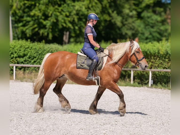 Inne konie zimnokrwiste Klacz 5 lat 155 cm Kasztanowata in Neustadt (Wied)
