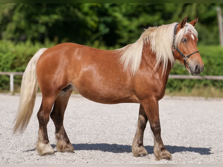 Inne konie zimnokrwiste Klacz 5 lat 155 cm Kasztanowata in Neustadt (Wied)