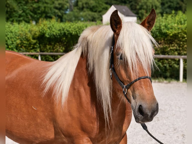Inne konie zimnokrwiste Klacz 5 lat 155 cm Kasztanowata in Neustadt (Wied)