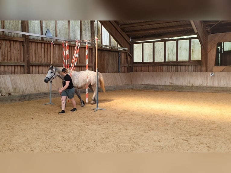 Inne konie zimnokrwiste Klacz 5 lat 155 cm Siwa in Wassertrüdingen