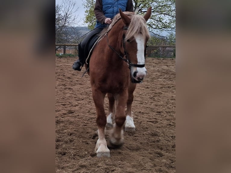 Inne konie zimnokrwiste Klacz 5 lat 160 cm Kasztanowata in Camburg