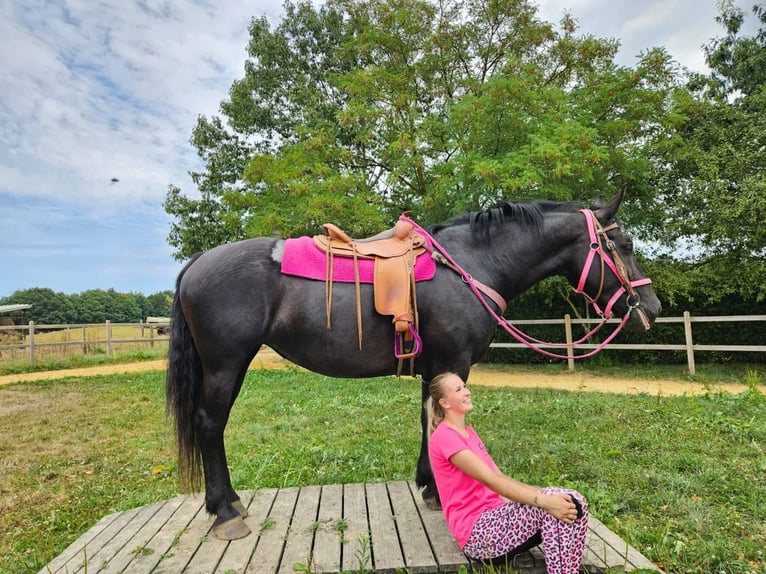 Inne konie zimnokrwiste Klacz 5 lat 167 cm Kara in Linkenbach