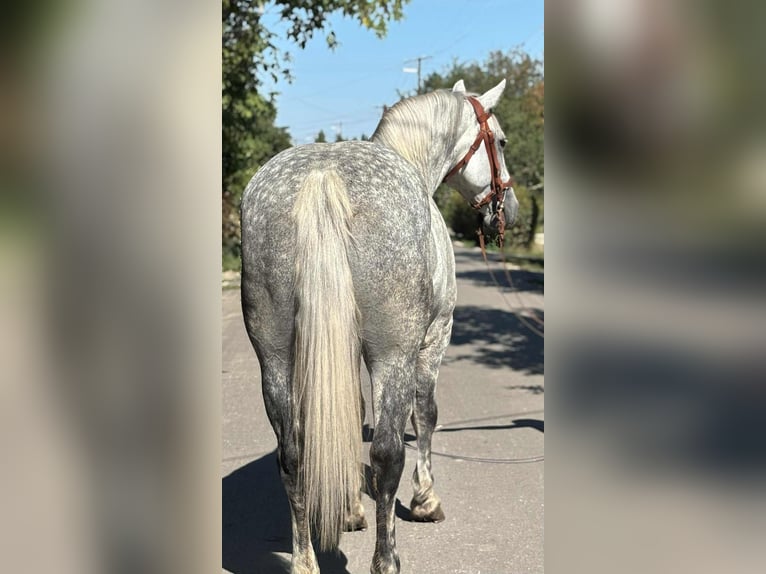 Inne konie zimnokrwiste Klacz 6 lat 158 cm Siwa in B&#xE9;k&#xE9;s