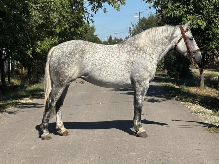 Inne konie zimnokrwiste Klacz 6 lat 158 cm Siwa in B&#xE9;k&#xE9;s