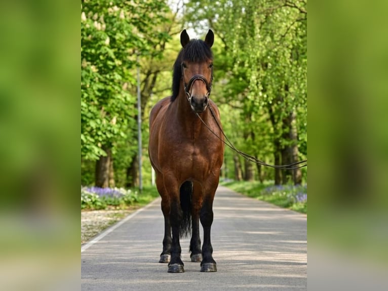 Inne konie zimnokrwiste Klacz 6 lat 160 cm Gniada in Kecskemét