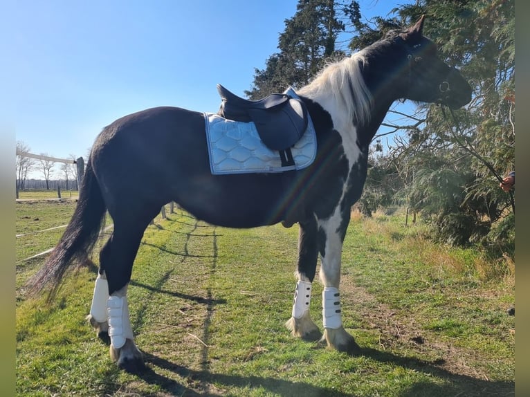 Inne konie zimnokrwiste Mix Klacz 6 lat 162 cm in Rostock