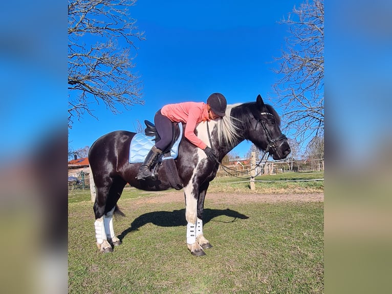 Inne konie zimnokrwiste Mix Klacz 6 lat 162 cm in Rostock