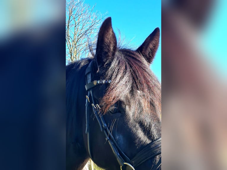 Inne konie zimnokrwiste Mix Klacz 6 lat 162 cm in Rostock