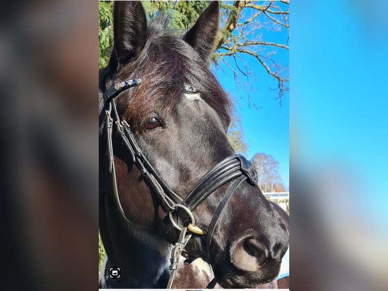 Inne konie zimnokrwiste Mix Klacz 6 lat 162 cm in Rostock