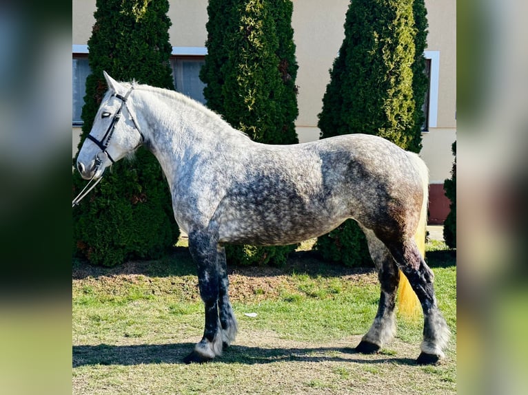 Inne konie zimnokrwiste Klacz 6 lat 162 cm Siwa in Békéscsaba