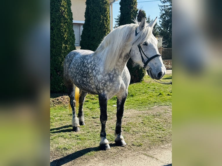 Inne konie zimnokrwiste Klacz 6 lat 162 cm Siwa in Békéscsaba