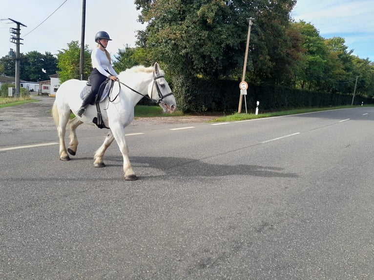 Inne konie zimnokrwiste Klacz 6 lat 162 cm Siwa in Nettersheim