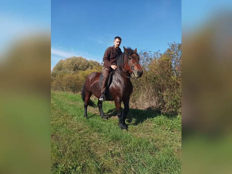 Inne konie zimnokrwiste Klacz 6 lat Ciemnogniada in Rešetari
