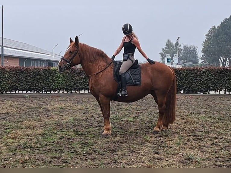 Inne konie zimnokrwiste Klacz 7 lat 157 cm Cisawa in Oud Gastel