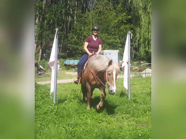 Inne konie zimnokrwiste Klacz 7 lat 157 cm Kasztanowata in Bayerbach