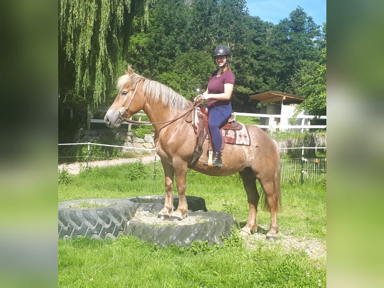 Inne konie zimnokrwiste Klacz 7 lat 157 cm Kasztanowata in Bayerbach