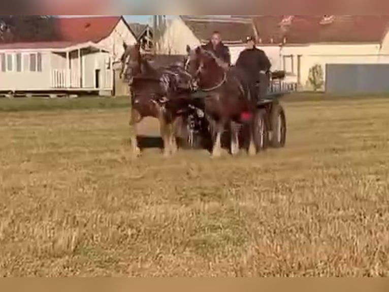 Inne konie zimnokrwiste Klacz 7 lat 168 cm Kasztanowata in Jabing