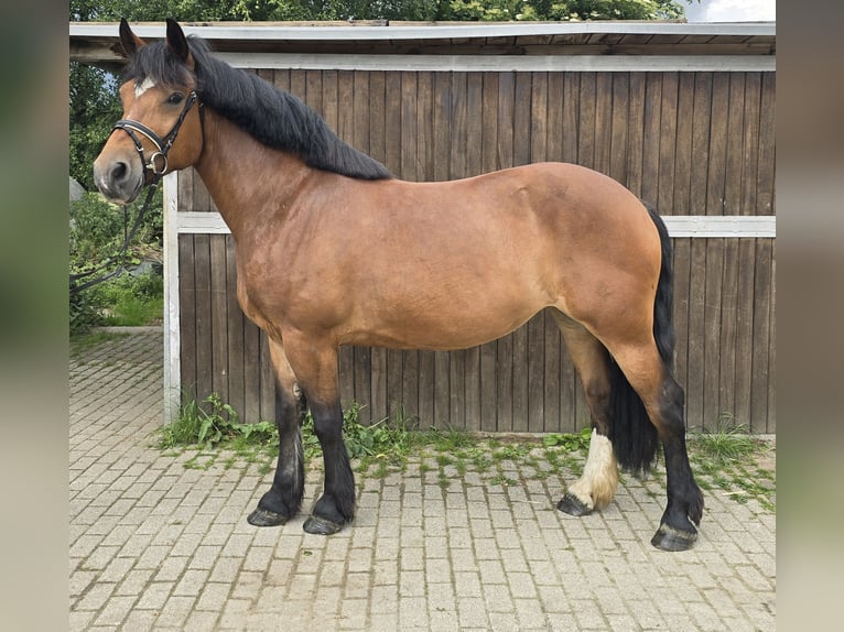 Inne konie zimnokrwiste Klacz 8 lat 160 cm Gniada in M&#xFC;lheim an der Ruhr