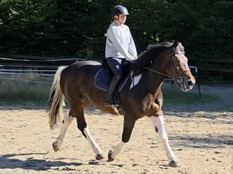 Inne konie zimnokrwiste Klacz 8 lat 160 cm Srokata in Braunschweig