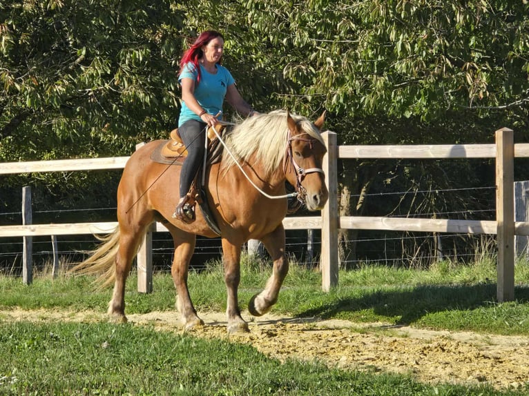 Inne konie zimnokrwiste Klacz 8 lat 163 cm Kasztanowata in Linkenbach
