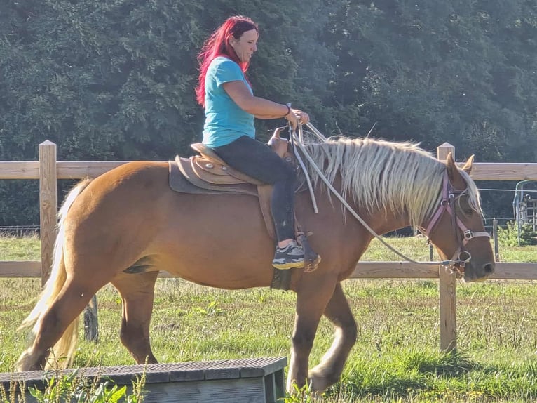 Inne konie zimnokrwiste Klacz 8 lat 163 cm Kasztanowata in Linkenbach