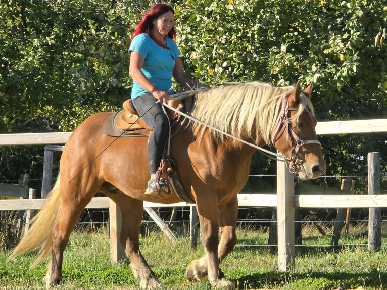 Inne konie zimnokrwiste Klacz 8 lat 163 cm Kasztanowata in Linkenbach