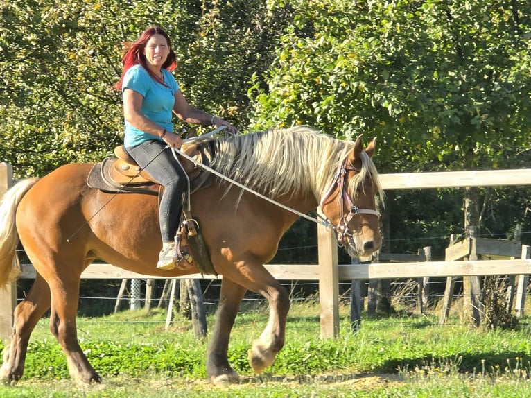 Inne konie zimnokrwiste Klacz 8 lat 163 cm Kasztanowata in Linkenbach